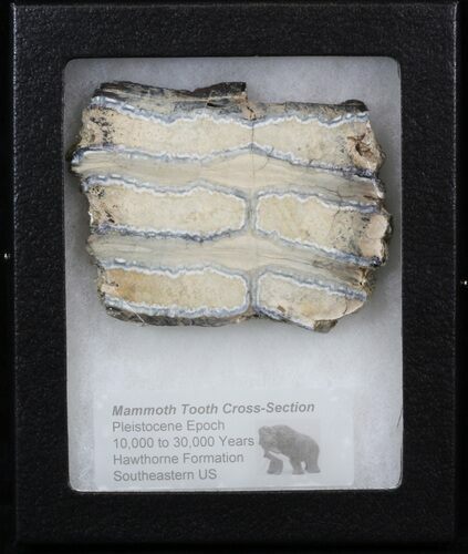 Mammoth Molar Slice - South Carolina #40969